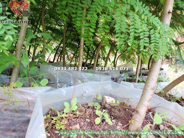 Cây phượng tím trồng cảnh quan sân vườn đẹp