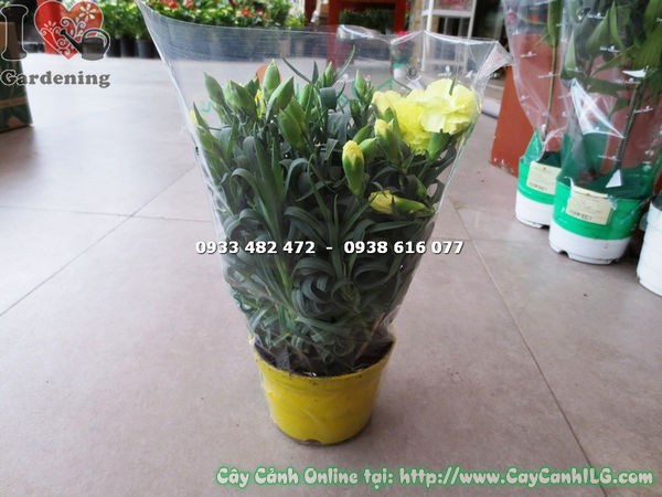 Cây hoa cẩm chướng vàng nhạt Ms 16574 trồng thảm hoa