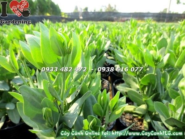 Cây hoa cát tường chậu lớn – hình chụp 29/11 âm lịch, cây tươi tắn đón Tết