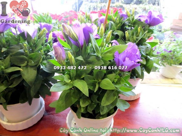 Cây hoa cát tường màu tím cao 17cm – Ms 15665