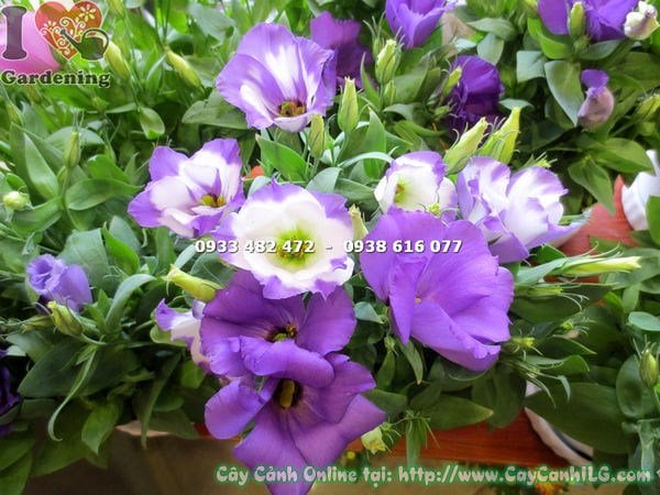 Cây hoa cát tường tím nở hoa đẹp – ILG cung cấp sỉ lẻ