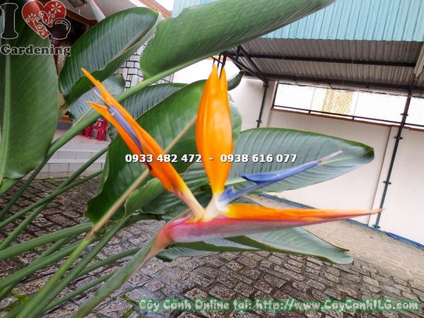 Hoa chim thiên đường Đà Lạt cao 1m2 – hoa nở rực rỡ cam xanh