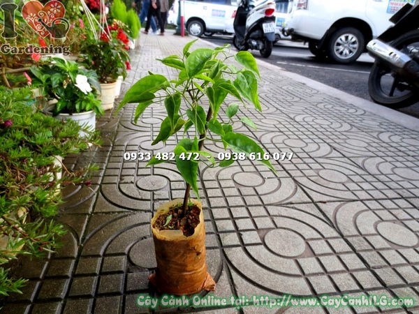 cây hoa chùm ớt giống cao 25cm - Ms 15797