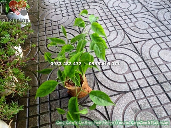 cây hoa chùm ớt giống màu cam rực rỡ