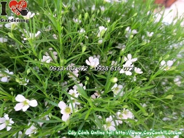 Chậu cúc baby màu hồng nhỏ xinh trang trí bàn làm việc