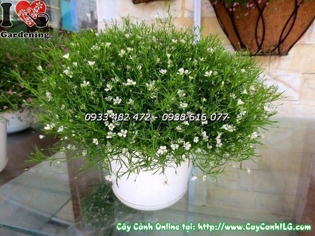 Cây cúc baby hồng – lá xanh hoa hồng phấn xinh xắn