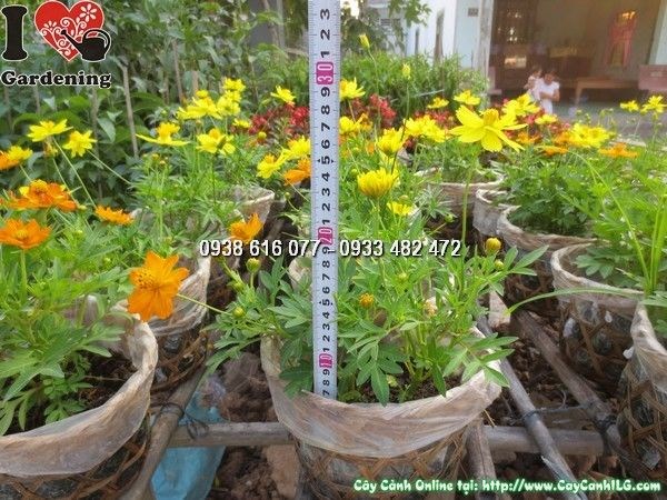 Cây hoa cúc chuồn chuồn cao 20cm – cây con khỏe mạnh, sắc hoa tươi tắn