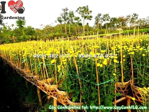 Nhân giống cây hoa cúc đại đóa bằng cành giâm