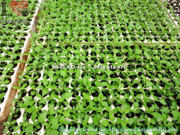 Đặc điểm cây hoa cúc giống – lá, hoa, màu sắc đẹp