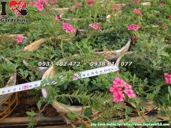 cây hoa cúc indo màu sắc rực rỡ ý nghĩa phong thủy