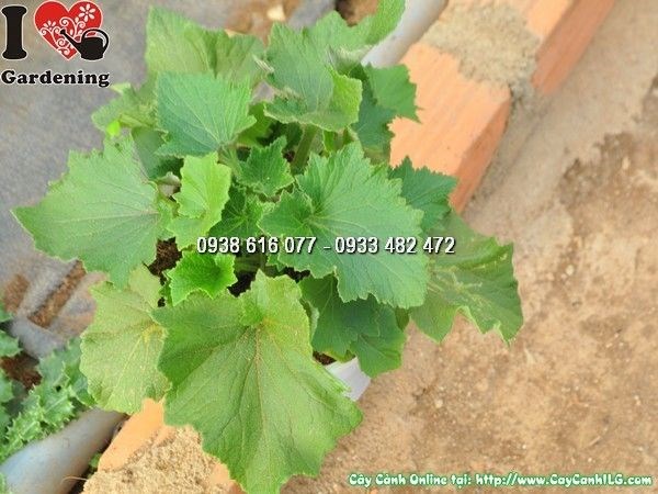 Nhân giống cây hoa cúc lá nho bằng giâm cành