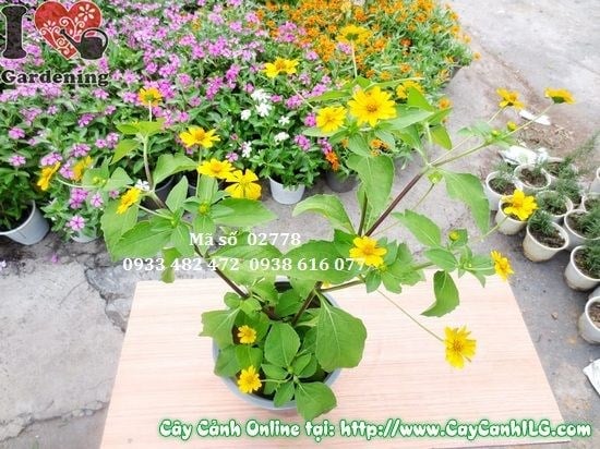 Cây hoa cúc mặt trời rực rỡ sắc vàng – ILG caycanhilg.com