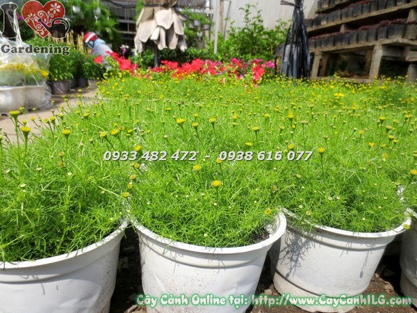 Cây hoa cúc sao băng cao 15cm – sắc vàng rực rỡ, thân thảo mềm mại