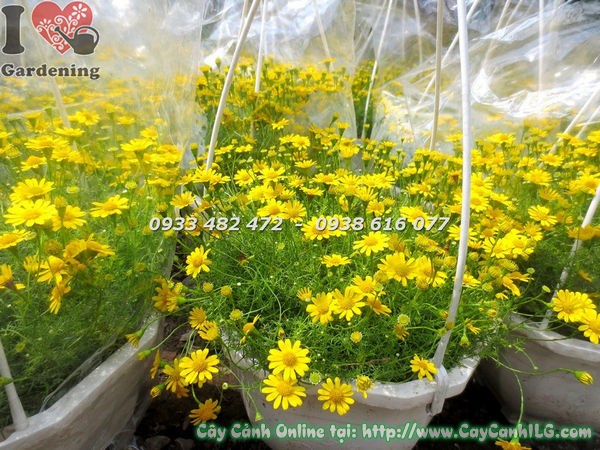 Hoa cúc sao băng chậu treo nở rộ vàng tươi trang trí ban công hiên nhà