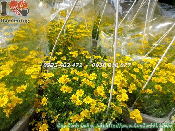 Đặc điểm hoa cúc sao băng lá xanh tươi hoa vàng nhỏ xinh