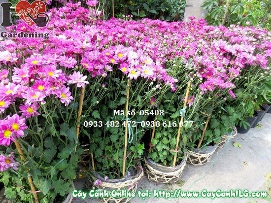 Hoa cúc tím cao 90cm – điểm nhấn sắc màu cho không gian