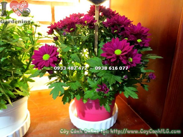 Cây hoa cúc tím mini trong chậu – quà tặng ý nghĩa