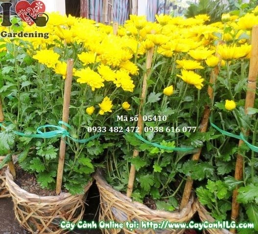 Cây hoa cúc vàng rực rỡ tại vườn ILG