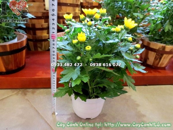 Chăm sóc phòng trị sâu bệnh cho cây hoa cúc vàng