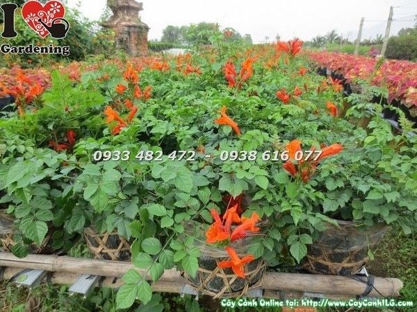 Hoa đăng tiêu lá nhỏ màu cam rực rỡ – ý nghĩa phong thủy tốt lành