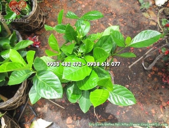 cây hoa dành dành trồng chậu – trang trí sân vườn nhà phố