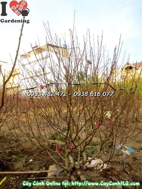 Cây hoa đào gốc đẹp cao 2m Ms 19879 - ILG