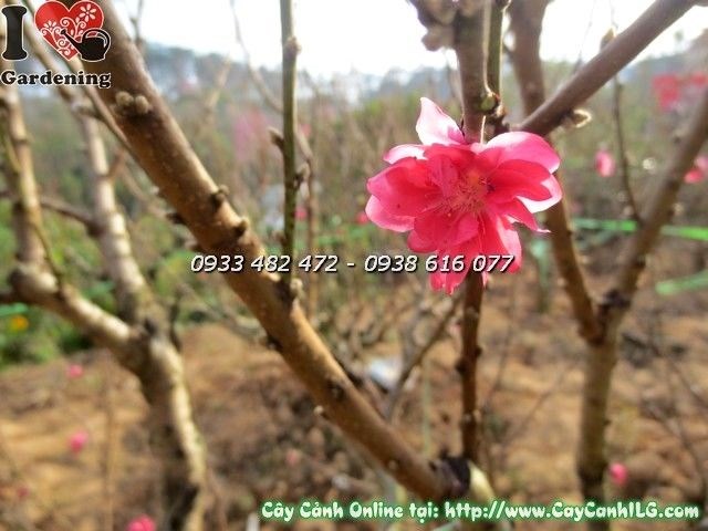 Hoa đào hai màu hồng đỏ nở rực rỡ – cây cao 1,7m của vườn ILG