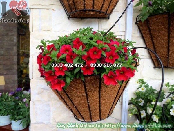 Hoa dạ yến thảo đỏ nở rực rỡ – Ms 16430