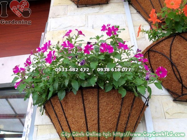 Cây hoa dạ yến thảo màu trắng tím – chậu treo ban công đẹp