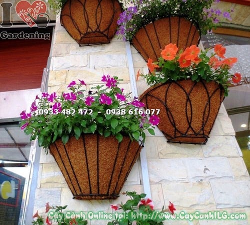 Hoa dạ yến thảo nhiều màu sắc - trắng tím hồng đỏ cam - Ms 15664
