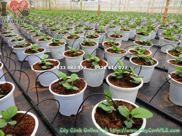 cây hoa đồng tiền giống Ms 15661 tại ILG