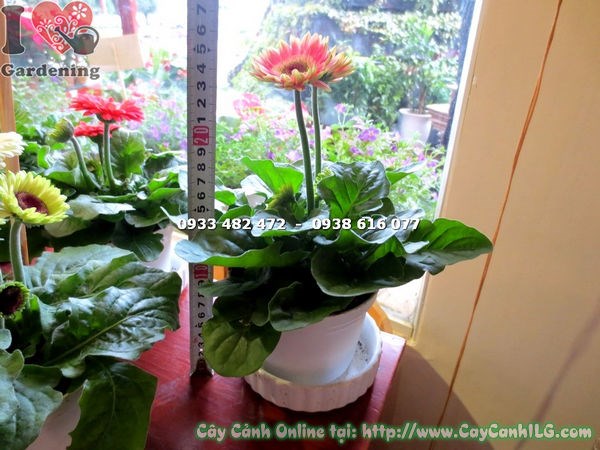 Cây hoa đồng tiền màu trắng hồng mini – màu sắc thanh thoát, hoa bền đẹp