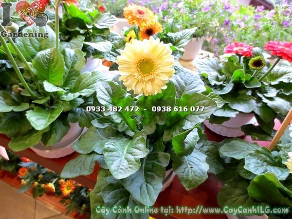 Hoa đồng tiền màu vàng mini nở rộ – sai hoa, rực rỡ