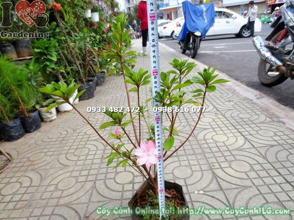 Cây hoa đỗ quyên hồng phấn giống cao 50cm – kích thước cây giống lý tưởng