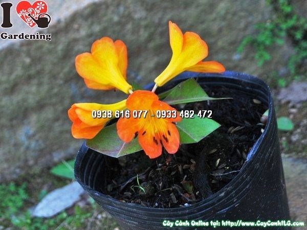 Cây hoa đỗ quyên Úc giống - ứng dụng cảnh quan