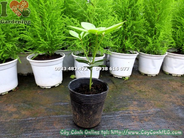 Hoa Đỗ Quyên Úc màu hồng tím nở rực rỡ