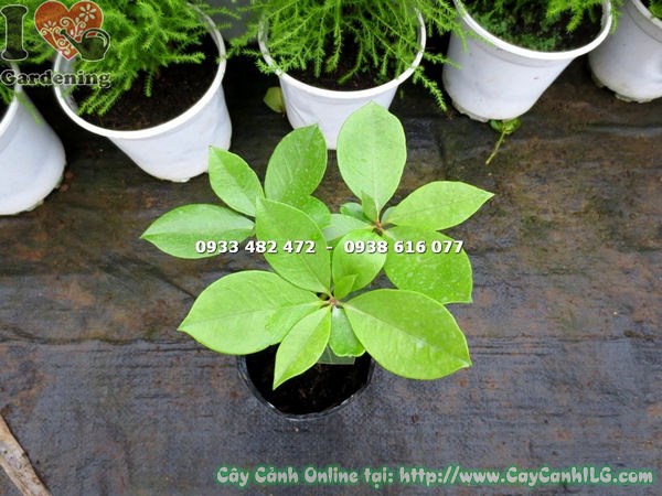 Cây hoa Đỗ Quyên Úc giống cây con đang phát triển