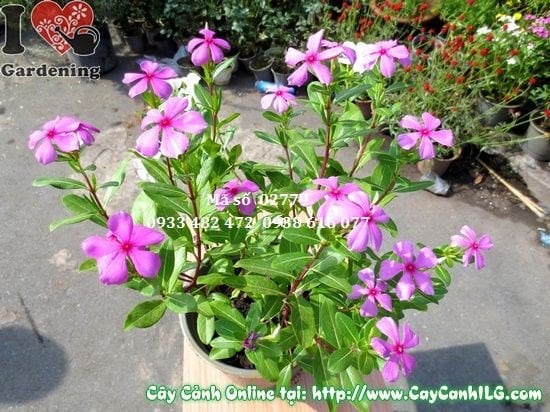 Hoa dừa cạn nở rực rỡ dưới ánh nắng mặt trời