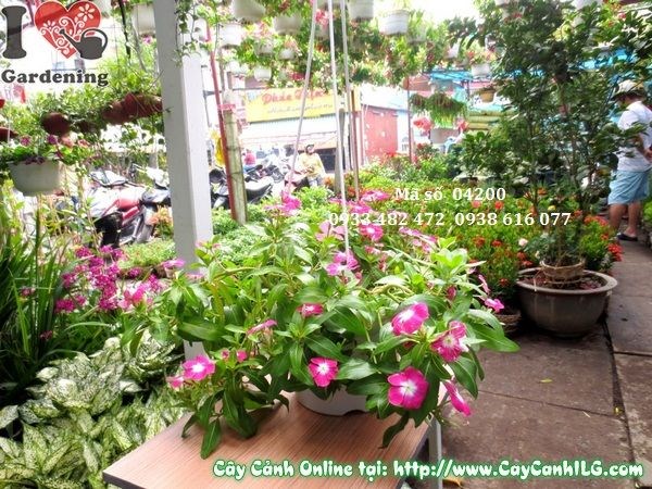 Chăm sóc cây hoa dừa treo 20cm – tưới nước và ánh sáng