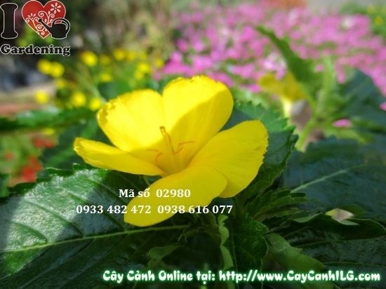 Cây hoa dừa vàng đặt trang trí không gian cảnh quan