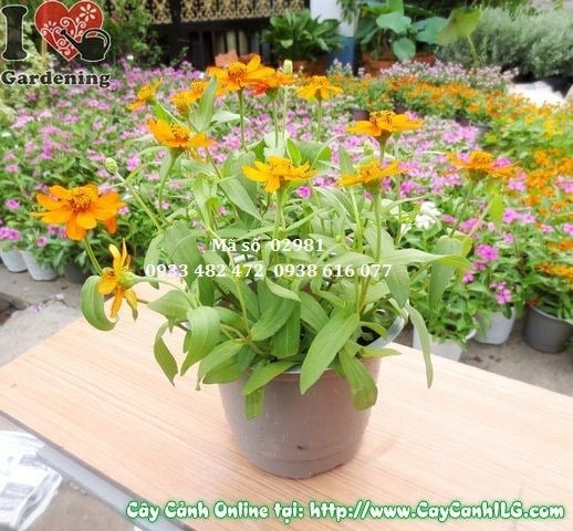 Chi tiết hoa duyên cúc Zinnia elegans màu rực rỡ