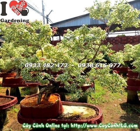Cây hoa giấy cẩm thạch bonsai trưởng thành đẹp