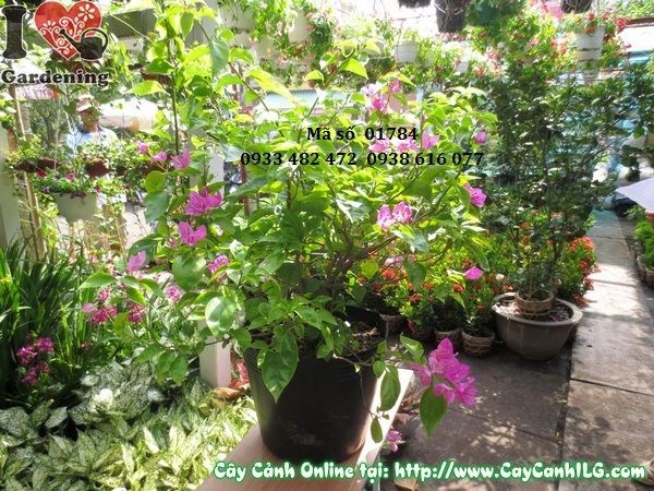 Cây hoa giấy cao 50cm tán tròn Ms 01784 tại ILG