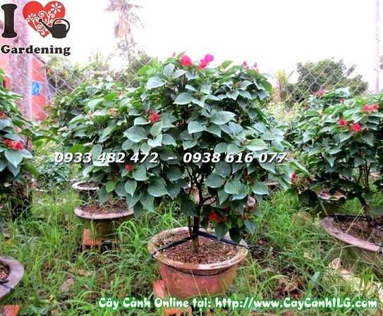 Cây hoa giấy mỹ đỏ – dáng cây đẹp, sai hoa, phù hợp trồng công trình