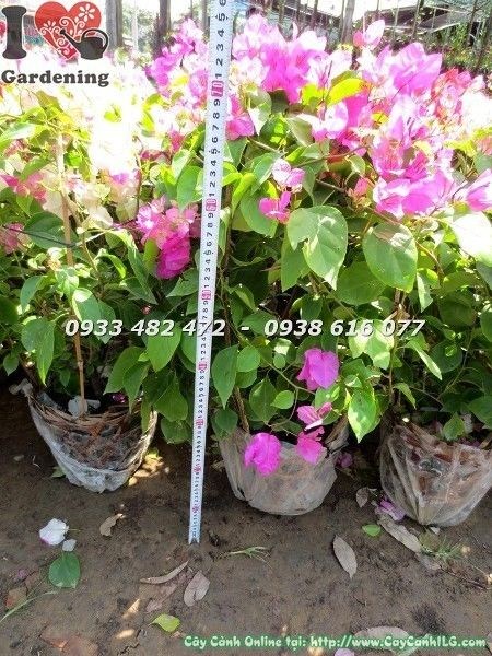 Hoa giấy nhiều màu - lá bắc nhiều sắc trên cùng một cành