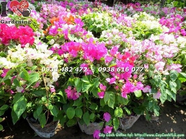 Cây hoa giấy nhiều màu dùng trang trí cảnh quan sân vườn
