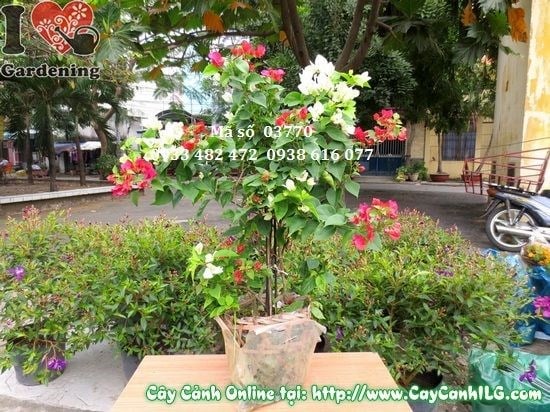 Vườn ươm cây hoa giấy nhiều màu tại ILG TP.HCM