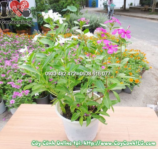 cây hoa hải đằng 30cm trồng chậu trang trí