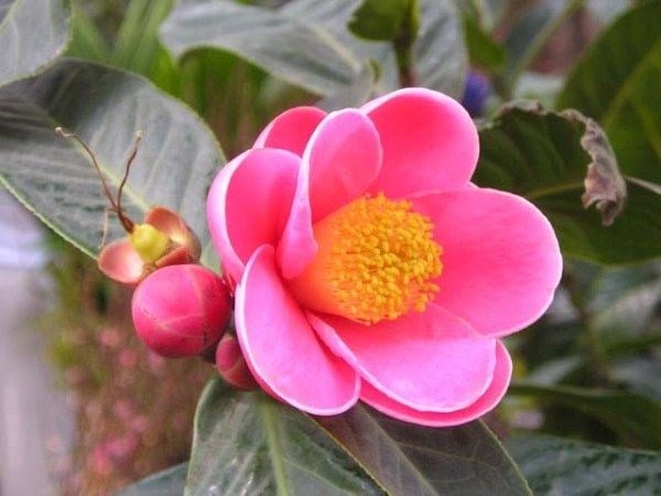 Hoa hải đường – hình tham khảo