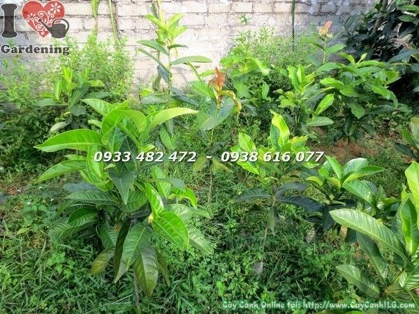 Cây hoa hải đường giống cao 50cm khỏe mạnh